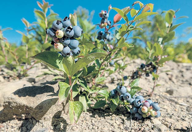 Le programme de fertilisation de la culture des bleuets d’Agro-100 est une combinaison de cinq produits différents (Salvador, Agro-B Mobilité, Agro-Phos, POMA et KALI-T) appliqués à différents stades de maturation du plant. Photo : Shutterstock