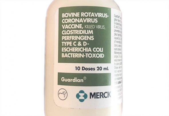 Les fioles de vaccins contre le coronavirus déjà présentes à la ferme ne sont d’aucune utilité contre la nouvelle souche responsable de la maladie COVID-19.