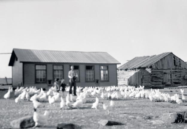Troupeau de volailles à Saint-Bruno-de-Guigues / François Fleury – 1946