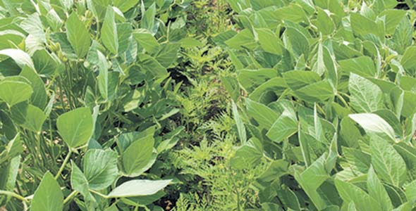 Les graines des mauvaises herbes ont la couenne dure. Dans le cas de l’herbe à poux, 4 % de sa production est toujours viable après 40 ans.