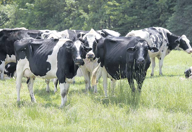 La baisse du cheptel de vaches laitières et de bovins de boucheries, gros consommateurs de fourrages, a contribué à réduire les espaces dédiées aux prairies pérennes. Photo : Archives/TCN