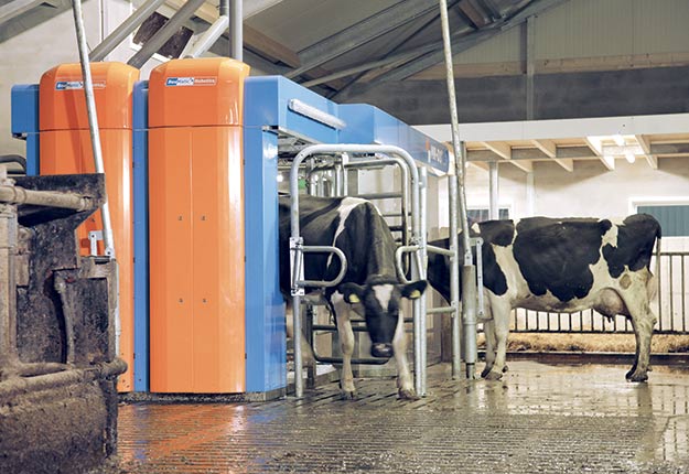 Avec deux stalles installées côte à côte, le MR-D2 peut traire deux vaches à la fois. Photo : Gracieuseté de BouMatic
