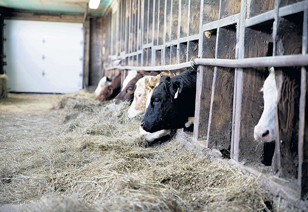 Tous les taureaux et toutes les femelles destinées à la reproduction devraient être protégés par une vaccination FP afin d’optimiser l’objectif ultime du troupeau : produire annuellement un veau le plus rentable possible au moment de sa mise en marché.