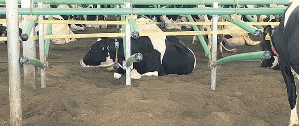 Selon les spécialistes, le confort des vaches doit être vu comme un investissement et non comme une dépense.