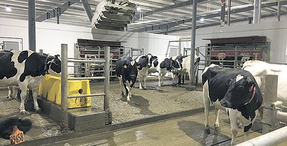 Les vaches en circulation libre sont attirées jusqu'au robot par une alimentation bien adaptée. Photo : Gracieuseté de Valacta