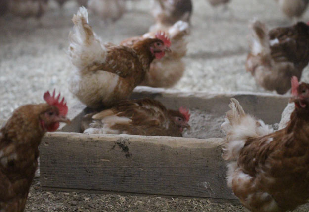 Les producteurs devront faire euthanasier de deux à trois semaines plus tôt entre 350 000 à 500 000 poules pondeuses. Photo: Archives / TCN