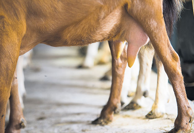 À 671 litres par chèvre, la moyenne québécoise de production laitière caprine est inférieure aux moyennes observées chez les principaux concurrents comme la France (873 litres par chèvre) et l’Ontario (917 litres par chèvre). Photo : Martin Ménard/Archives TCN