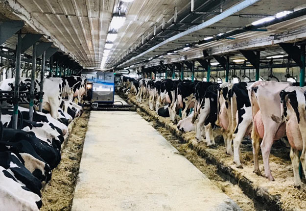 La période d’adaptation des vaches au robot de traite est de trois ou quatre jours, selon Jean-François Beaulac. Photos : Gracieuseté de Ferme Favreau et fils