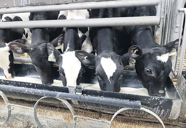 La fermeture des hôtels, restaurants et institutions résultant de la crise de la COVID-19 donne des maux de tête aux producteurs de veaux de lait et de grain. Photo : Pierre-Luc Nadeau
