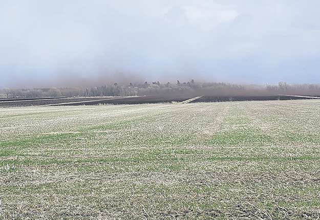 Des vents violents combinés au gel des sols durant la semaine du 20 avril ont fait perdre leurs primeurs à des producteurs maraîchers de la Montérégie. Photo : Gracieuseté