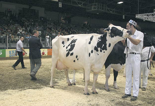 Un jury de Holstein Québec va se déplacer dans chaque région pour évaluer les bêtes qui ont été inscrites à la compétition. Photo : Archives/TCN