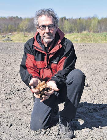 Robert Desmarais apprécie le topinambour pour sa grande résilience face aux aléas climatiques – il peut passer l’hiver dans le sol – et pour sa compétitivité face aux mauvaises herbes.