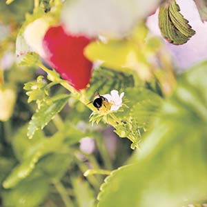 Comme en champ, les producteurs peuvent utiliser les insectes pollinisateurs dans un bâtiment fermé, avec la technologie de Ferme d'hiver.
