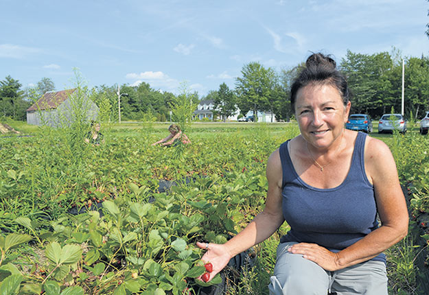 L’an dernier, Louise Villeneuve avait ouvert ses champs de fraises aux bénévoles de Maski Récolte. Photo : Pierre Saint-Yves