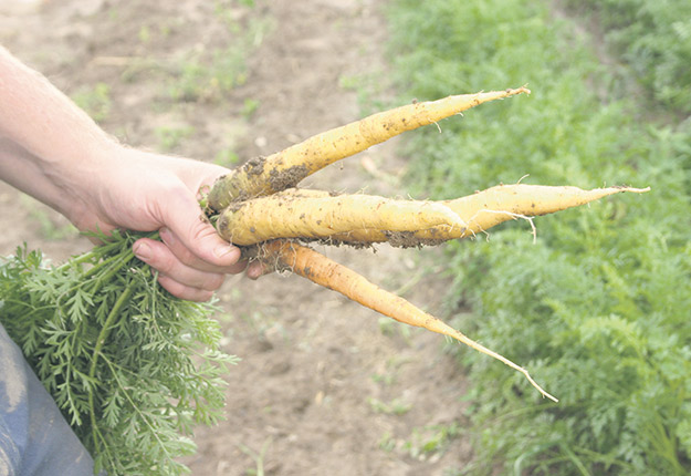 Dix-huit producteurs de carottes sondés par l’APMQ ont rapporté des pertes évaluées en moyenne à 35 %.