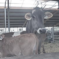  La stabulation libre et l’association de génisses à des nourrices ont eu des effets positifs sur la santé du troupeau.