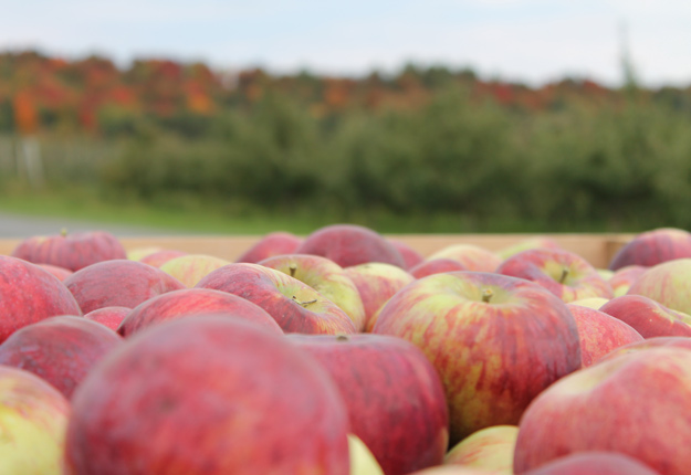 La prochaine récolte de pommes permettra aux producteurs de mieux respirer après avoir connu une diminution de production l’an dernier. Photo : Producteurs de pommes du Québec.