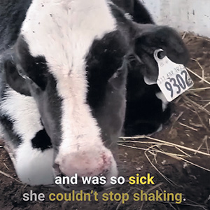 La Ferme Ste-Sophie confirme que les images de la vidéo diffusée par PETA ont été tournées chez elle. Photo : Tirée de la vidéo diffusée par PETA
