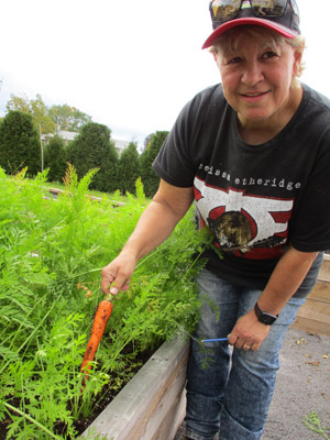 Le jardin personnel de Josée Labbé est déjà prêt pour l'hiver. Ne restent que quelques carottes, un légume assez résistant au froid, avec les choux, les oignons et les courges.
