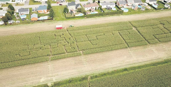 Des vandales ont récemment fait un labyrinthe dans le champ de maïs de Hans Imhof. Photo : Gracieuseté de Hans Imhof