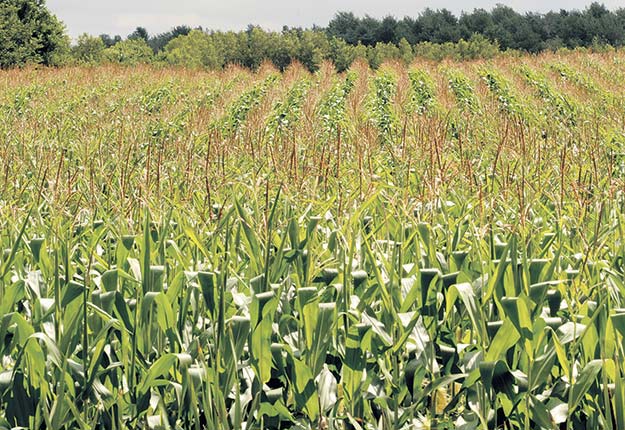 En ensilant leur maïs plus tôt cette année, certains producteurs ont constaté un remplissage inégal des épis, résultat du manque de précipitations. Photo : Archives/TCN