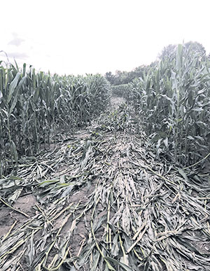 Le maïs, qui faisait six pieds de haut, a été complètement écrasé sur une grande distance, à Drummondville. Photo : Gracieuseté de Martin Lessard
