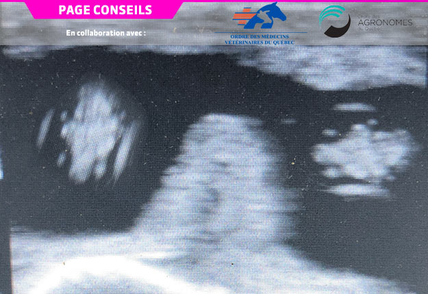 Échographie de jumeaux à 35 jours. Photo : Gracieuseté du Dr Beausoleil Lauzon
