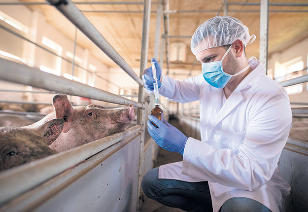 L’outil centralisé de collecte de données sur l’usage des antibiotiques chez les animaux liés à l’alimentation humaine pourrait être pleinement fonctionnel d’ici trois à cinq ans. Photo : Shutterstock