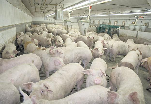 Des discussions entre les Éleveurs de porcs du Québec et Olymel ont eu lieu pour pallier le problème d’écoulement des porcs. Photo : Archives/TCN