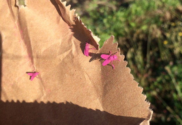 S’il remporte le prix de 100 000$, le Consortium Prisme souhaite agrandir son usine de production de mouches roses à Sherrington en Montérégie. Photo: Gracieuseté de Prisme