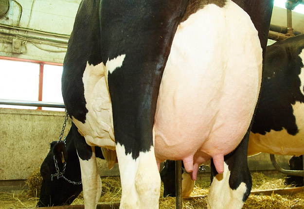La décision d’augmenter le quota au 1er décembre résulte d’une hausse attendue des besoins pour l’année laitière 2020-2021. Photo : Archives/TCN