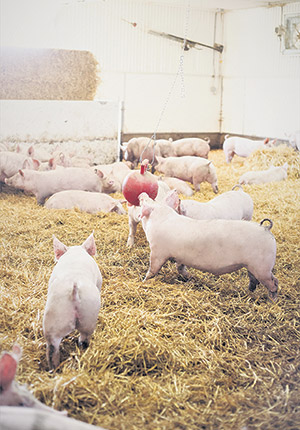Les fermes duBreton ont introduit différentes mesures d’enrichissement depuis 15 ans.