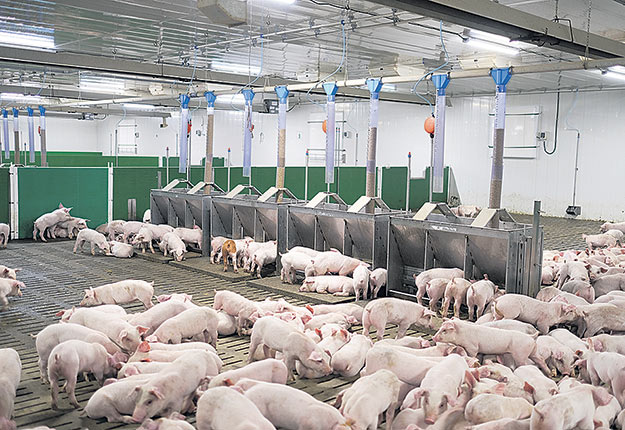 L’industrie porcine canadienne représente 24 milliards de dollars canadiens et emploie plus de 45 000 personnes dans les secteurs de la production et de la transformation. Photo : Gracieuseté Éleveurs de porcs du Québec