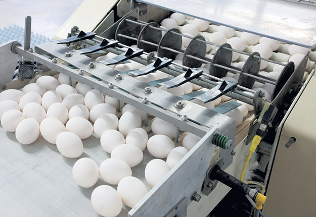La Fédération des producteurs d’œufs du Québec mise sur le temps des Fêtes pour écouler un léger surplus dans les entrepôts. Photo : Archives/TCN