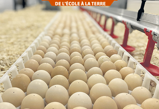 Les œufs en fin d’incubation, soit au jour 18, sont transférés directement au poulailler afin de permettre au poussin d’éclore dans un environnement idéal. Photo : Gracieuseté de Julianne Guillemette, Sam Lépine et Mathieu Desjardins.
