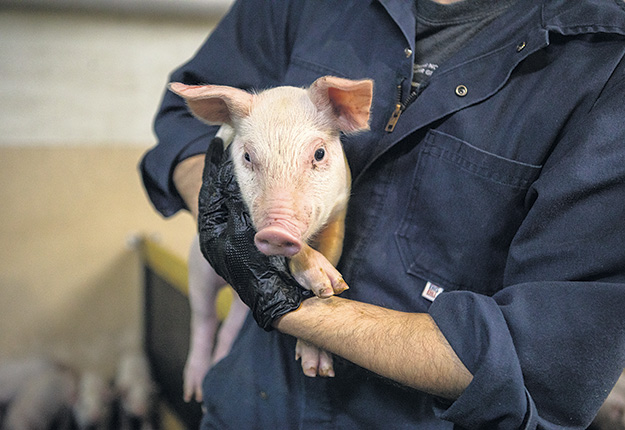 Selon les experts, d’ici quelques années, il sera également possible d’utiliser la reconnaissance faciale pour les porcs. Photo : Archives/TCN