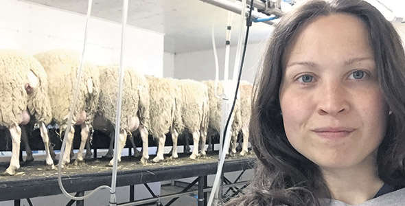 Audrey Boulet a décidé de se lancer dans la production de laine pour valoriser toutes les facettes des brebis. Photo : Gracieuseté d’Audrey Boulet