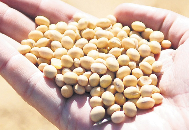 La filière des grains entend profiter de l’appétit grandissant des Québécois pour les protéines végétales et les grains pour l’alimentation humaine. Photo tirée du site web du GCSGQ