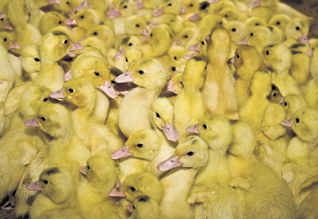 Le dernier cas de grippe aviaire (d’une autre souche que la H5N8) remonte à 2016, dans un troupeau de canards en Ontario. Photo : Archives/TCN