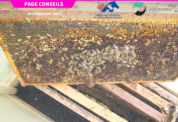 Le petit coléoptère de la ruche se reproduit rapidement et cause des dommages considérables dans les ruches faibles ou malades. Photo : Gracieuseté de Martine Bernier