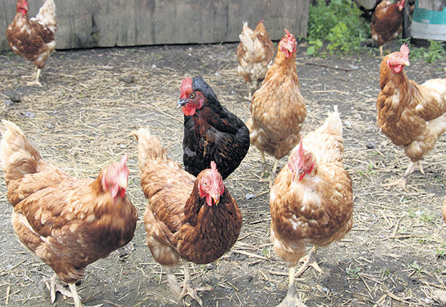 Les poules urbaines sont de plus en plus populaires, mais suscitent des préoccupations relatives aux maladies qu’elles peuvent propager dans les élevages commerciaux. Photo : Archives/TCN