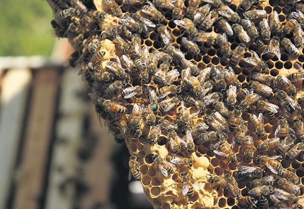 Une unité de décontamination permettrait de désinfecter le matériel apicole sans repartir le cadre à zéro. Photo : Archives/TCN
