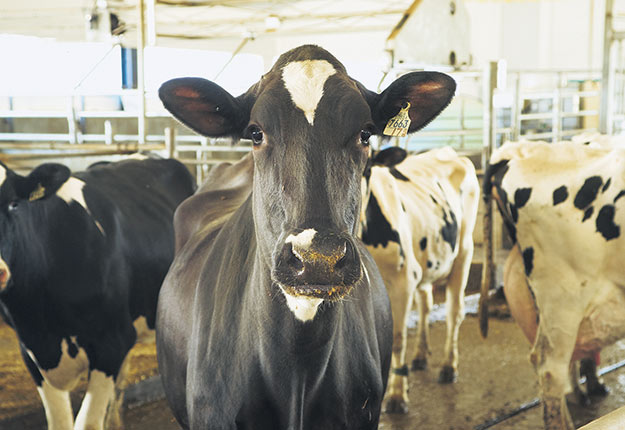 La croissance anticipée des besoins totaux en produits laitiers au pays pour l’année en cours est de l’ordre de 3 %, alors qu’elle a plutôt été de 0,49 % en 2020. Photo : Archives/TCN