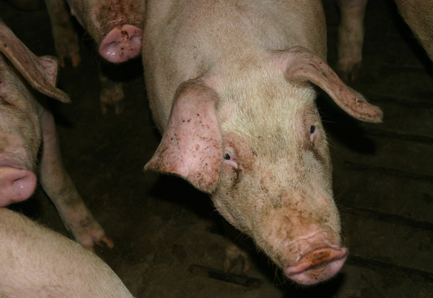 Les éleveurs, dont ceux de porcs, qui ont dû garder leurs animaux plus longtemps à la ferme durant la pandémie, recevront une compensation. Crédit photo : Archives /TCN