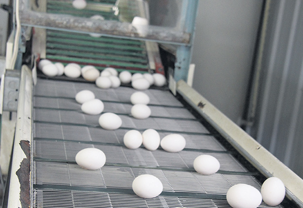 La production d’œufs de consommation a retrouvé son rythme normal, mais les effets de la troisième vague de la COVID-19 pourraient se faire sentir dans quelques semaines. Photo : Archives/TCN