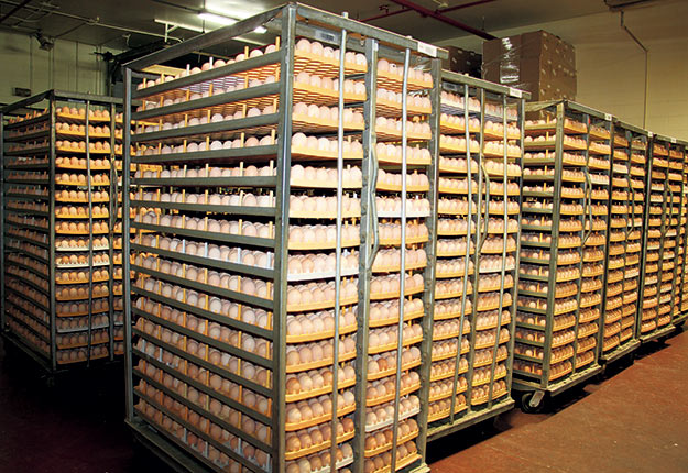 Les producteurs d’œufs d’incubation du Québec, qui approvisionnent les couvoirs, ont subi des pertes financières lorsque la production de volailles a subitement chuté de 15 % en 2020. Photo : Archives/TCN