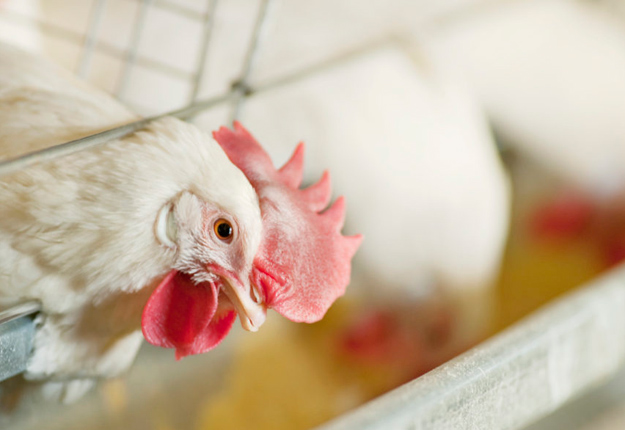 Les producteurs d’œufs et de volailles obtiendront leurs compensations sous forme d'aide à l'investissement et de la promotion. Photo : Archives /TCN