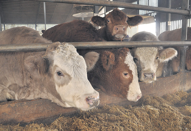 Les faibles prix offerts aux éleveurs de bouvillons pour leurs animaux et les coûts de production en hausse continuent de faire mal à la filière. Photo : Gracieuseté des PBQ