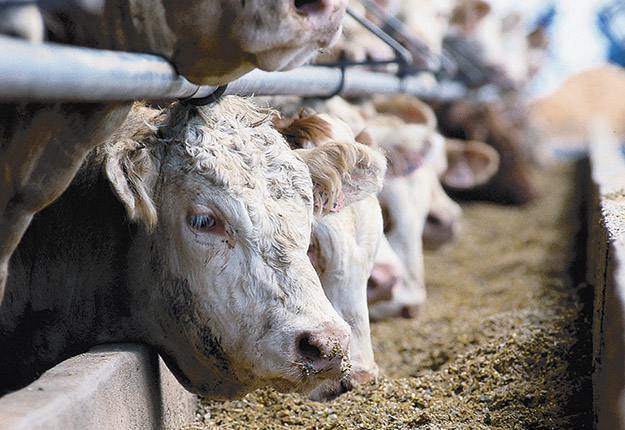 Les éleveurs de veaux d’embouche et de bouvillons d’abattage du Québec certifiés VBP+ peuvent maintenant être éligibles à une prime de Cargill. Photo : Gracieuseté des Producteurs de bovins du Québec