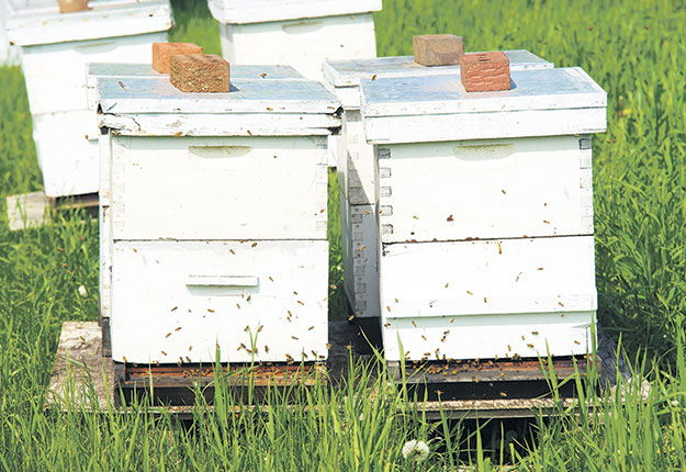 L’utilisation de traitements contre le Varroa est recommandé à tous les apiculteurs cette année pour limiter la présence du parasite. Photo : Archives/TCN